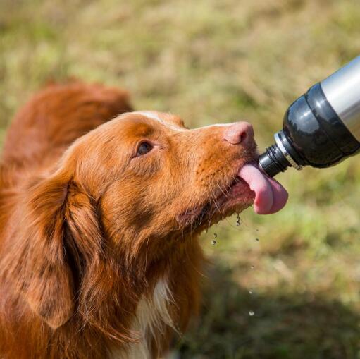 Cane leccare l'acqua da lunghe zampe pet bottiglia d'acqua d'argento