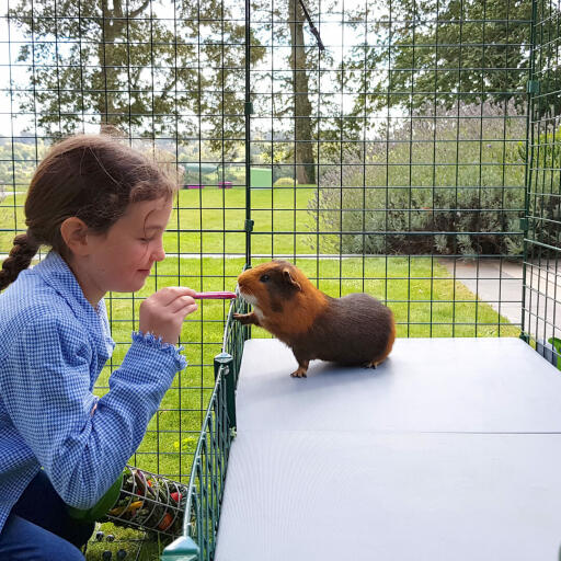 Ragazza alimentazione cavia trattare all'interno Omlet Zippi porcellino d'india playpen con Zippi piattaforme