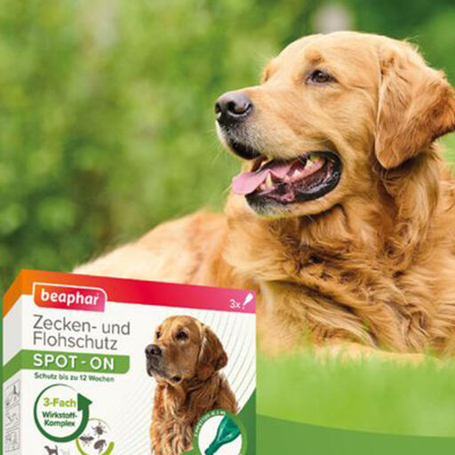 Beaphartick & flea protection spot-on 3x2ml per cani di taglia grande (a partire da 15 kg)