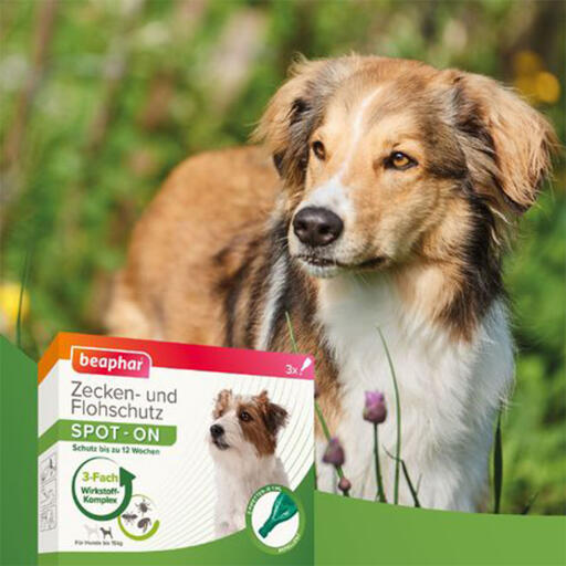 Beaphar zecche e pulci spot-on 3x1ml per cani di piccola taglia (fino a 15 kg)