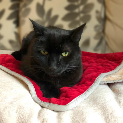 Gatto nero seduto su Luxury cat christmas blanket