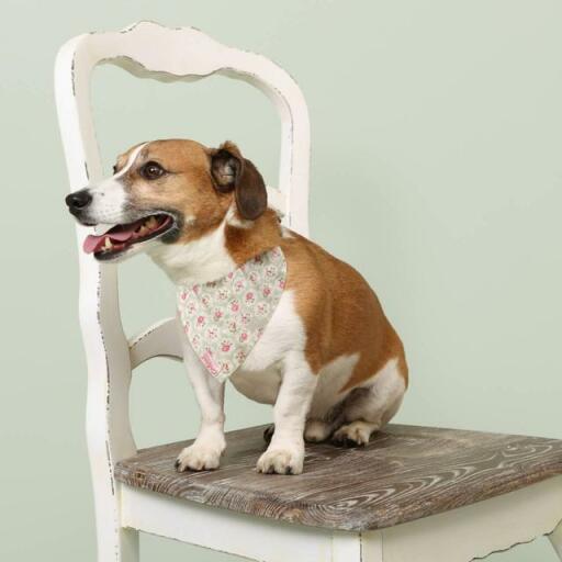 Un cane con una bandana floreale di cath kidston su una sedia