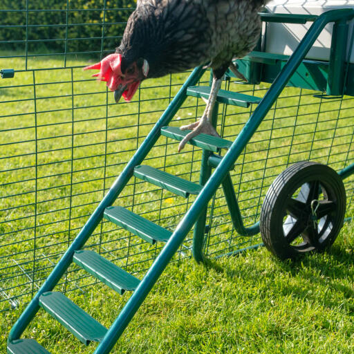 Pollo arrampicata giù Omlet Eglu Cube pollaio e correre scala