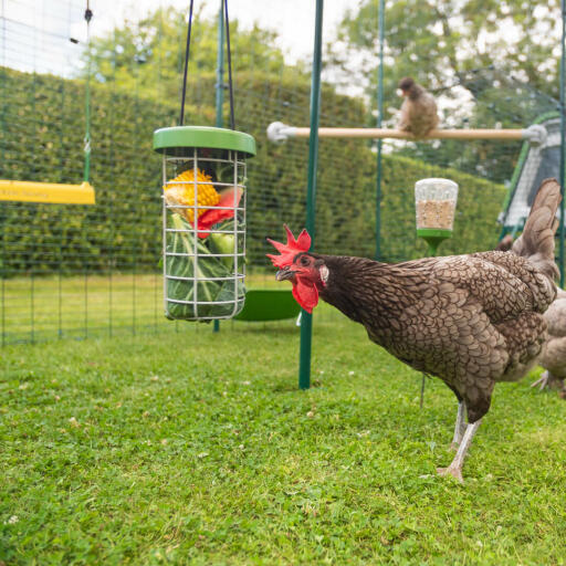 Un pollo marrone che mangia da un Caddie appeso