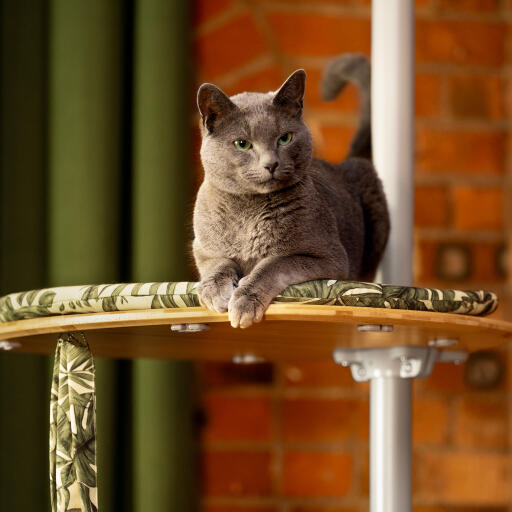 Gatto che riposa su una piattaforma per gatti da interno Freestyle con cuscino