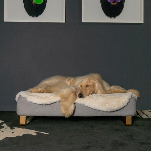 Cane sdraiato su Omlet Topology letto per cani con topper in pelle di pecora e Gold piedi della rotaia