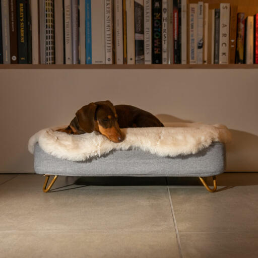 Bassotto sdraiato su Omlet Topology letto per cani con topper in pelle di pecora e Gold hairpin piedi