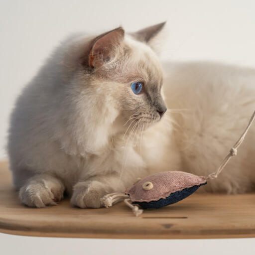 Primo piano di gatto bianco che gioca con giocattolo medusa