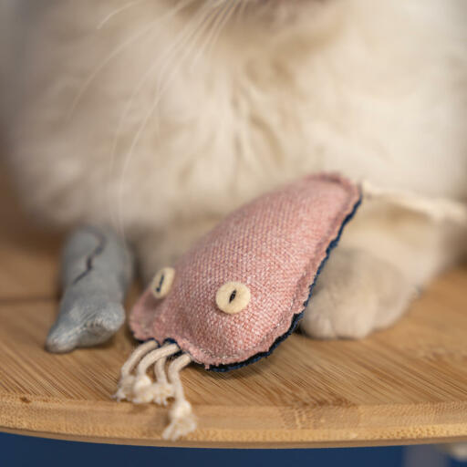 Primo piano di Omlet gatto giocattolo medusa con gatto bianco