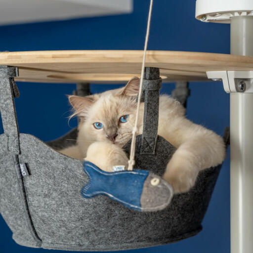 Carino gatto bianco birichino che gioca con il giocattolo del pesce nell'amaca di un albero del gatto Omlet dal pavimento al soffitto