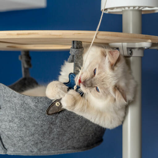 Carino gatto bianco birichino che gioca con il giocattolo del pesce nell'amaca di un albero del gatto Omlet dal pavimento al soffitto