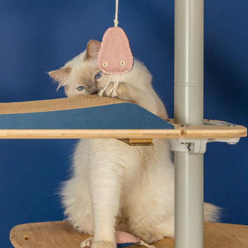 Carino gatto bianco birichino che gioca con medusa giocattolo sul Omlet pavimento al soffitto albero del gatto