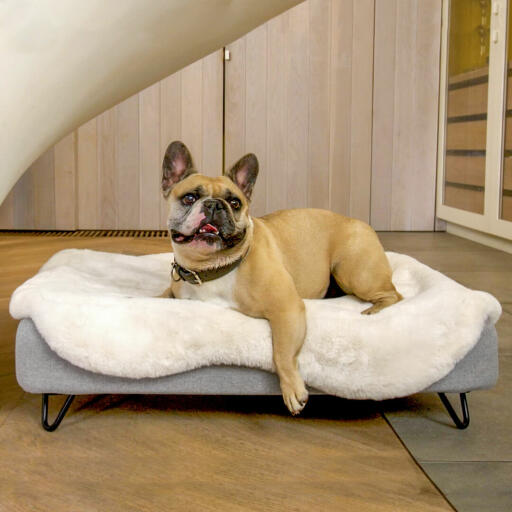Cane sdraiato su Omlet Topology letto per cani con topper in pelle di pecora e piedi rotondi in legno