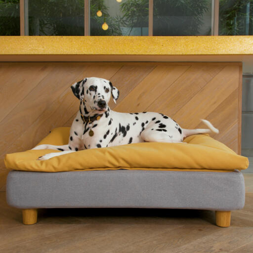 Cane sdraiato su Omlet Topology letto per cani con topper beanbag e piedi rotondi in legno