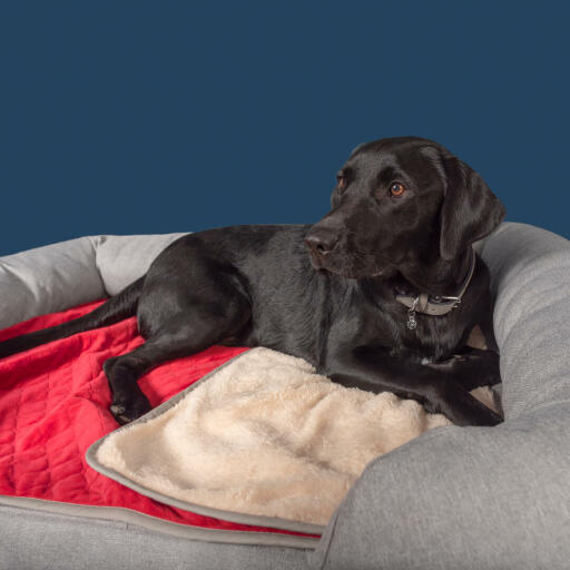 Un labrador nero su un letto a bolster in memory foam grigio con una morbida coperta natalizia Luxury