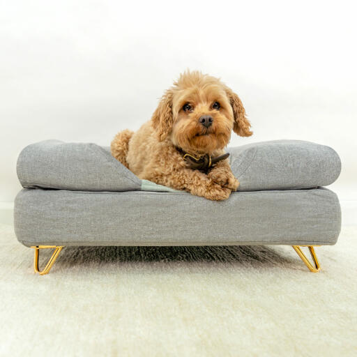 Cane seduto su Omlet Topology letto per cani con bolster topper grigio e Gold metallo piedi tornanti