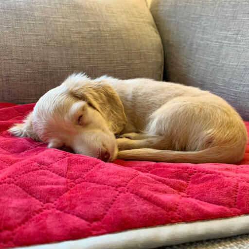 Un cane che si Gode la coperta rossa per cani Omlet.