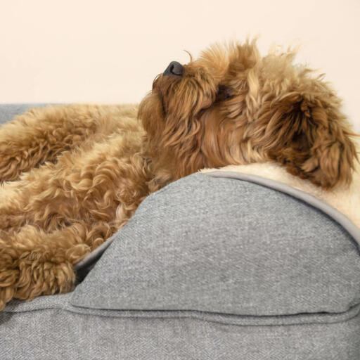 Migliora la cuccia del cane con la coperta super soffice che ameranno.