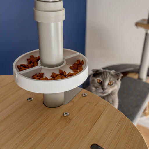 Gatto guardando Freestyle pavimento al soffitto albero gatto trattare ciotola