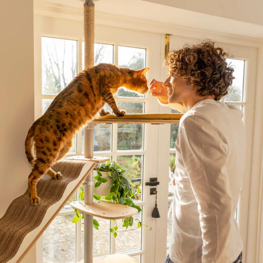 Gatto che annusa l'uomo su Freestyle pavimento al soffitto dell'albero del gatto