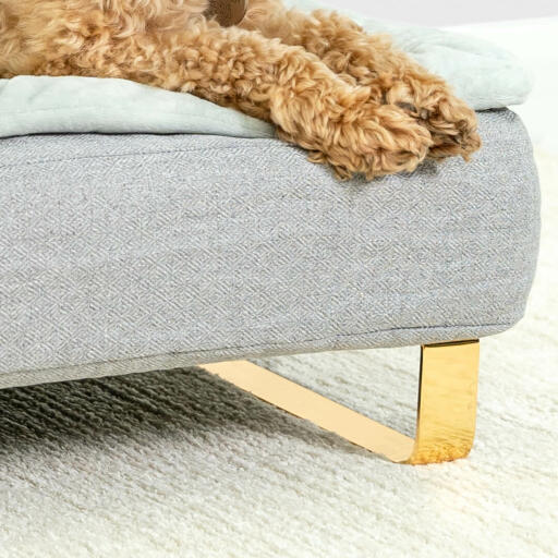 Primo piano di cane seduto su Omlet Topology letto per cani con letto bolster topper e Gold piedi della guida