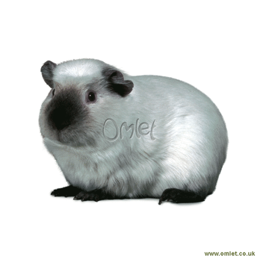 Cavia himalayana