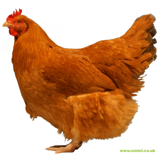 Grande gallina del lincolnshire buff