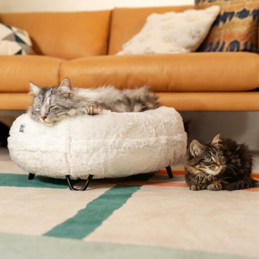 Gatti che riposano nell'elegante e morbida cuccia donut color bianco con piedini di design a forcella neri