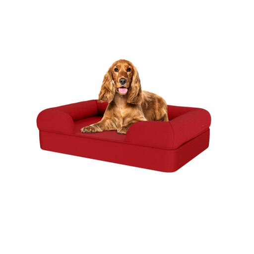Cane seduto su medio merlot rosso memoria schiuma bolster letto per cani