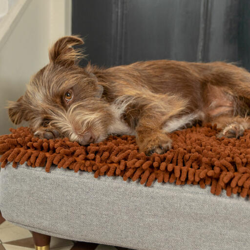 Cane sdraiato su Omlet Topology cane letto con topper in microfibra con tappo in ottone piedi di legno