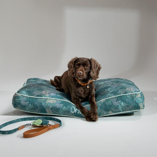 Cane sdraiato sul sentiero naturale cuscino letto per cani con accessori