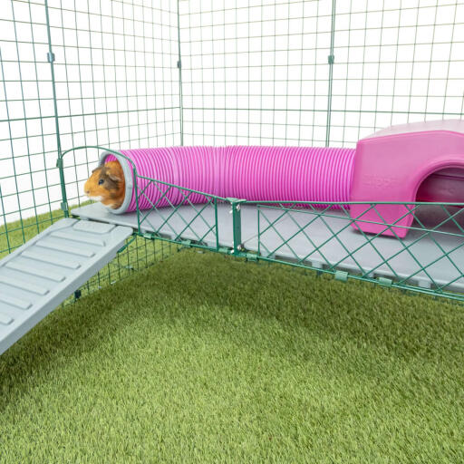 Porcellino d'india in rosa cavia giocare tunnel attaccato al rosa Zippi cavia rifugio su Zippi piattaforme