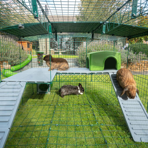 All'interno di Omlet Zippi box per conigli con piattaforme Zippi, rifugio verde Zippi e tre conigli