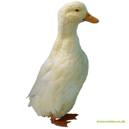 Anatra pekin