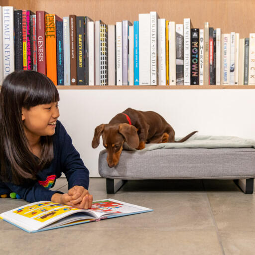 Un cane osserva il libro della bambina mentre è su una cuccia Topology con topper trapuntato e piedini a rotaia neri