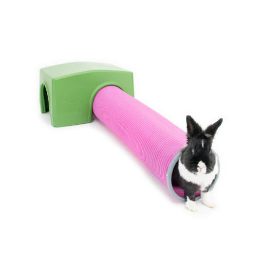 Coniglio che gioca nel verde Zippi rifugio e tunnel di gioco