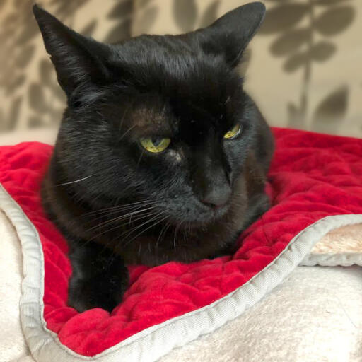 Un gatto nero seduto su una coperta rossa per gatti.