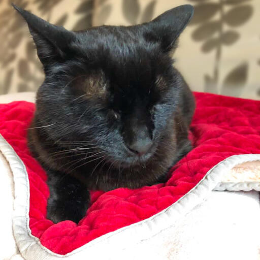 Un gatto che riposa su una coperta per gatti rossa Omlet 