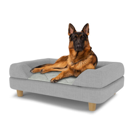 Cane seduto su un grande Topology letto per cani con bolster topper grigio e piedi rotondi in legno