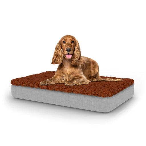 Cane seduto su letto medio per cani Topology con topper in microfibra