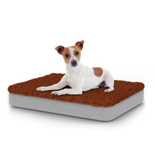 Cane seduto sul piccolo Topology letto per cani con topper in microfibra