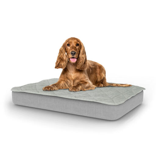 Cane seduto su letto medio per cani Topology con topper trapuntato