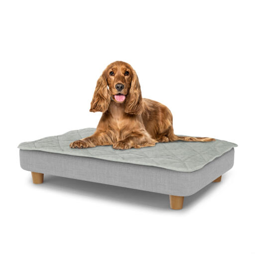 Cane seduto su un letto medio per cani Topology con topper trapuntato e piedi rotondi in legno