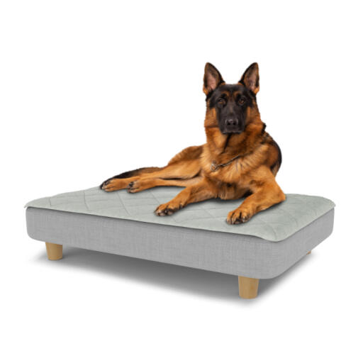Cane seduto su un grande Topology letto per cani con topper trapuntato e piedi rotondi in legno
