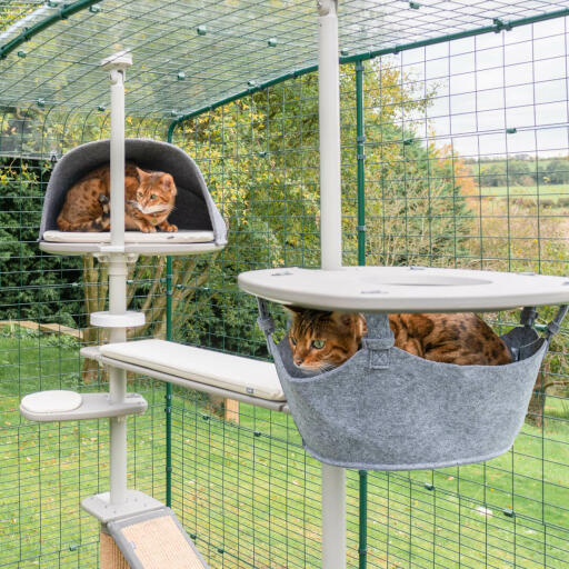 Gatti che giocano nel sistema ad albero per gatti all'aperto Omlet nel catio Omlet 