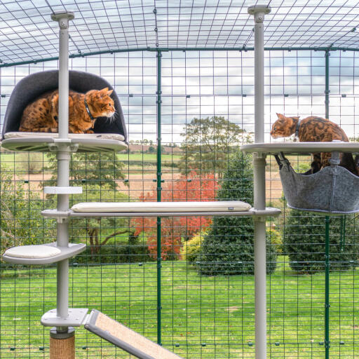Gatti che giocano sul Omlet Freestyle sistema di posatoi per gatti all'aperto con cuscino crema accessori
