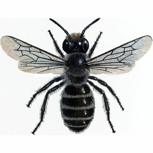 Muratore blu - osmia caerulescens