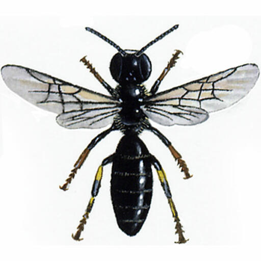 Comune mascherato - hylaeus communis