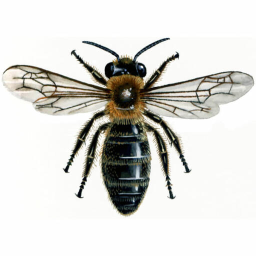 Miniera comunale - andrena carantonica