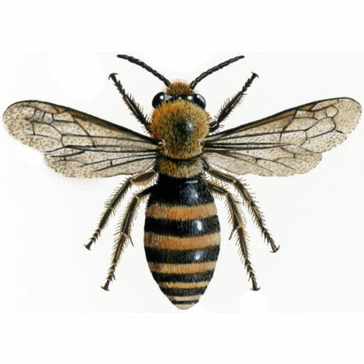 Edera mineraria - colletes hederae